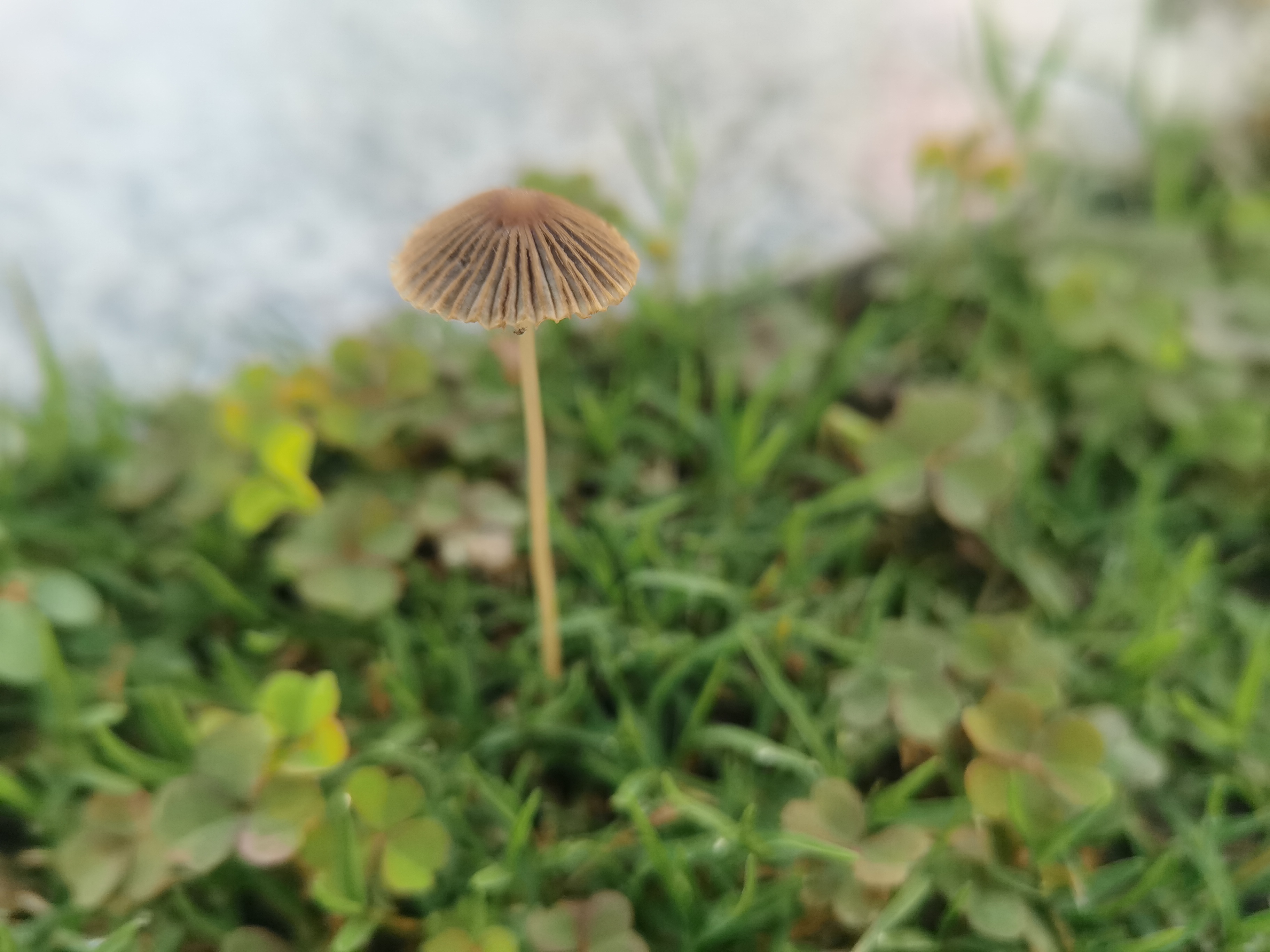 mushroom-image